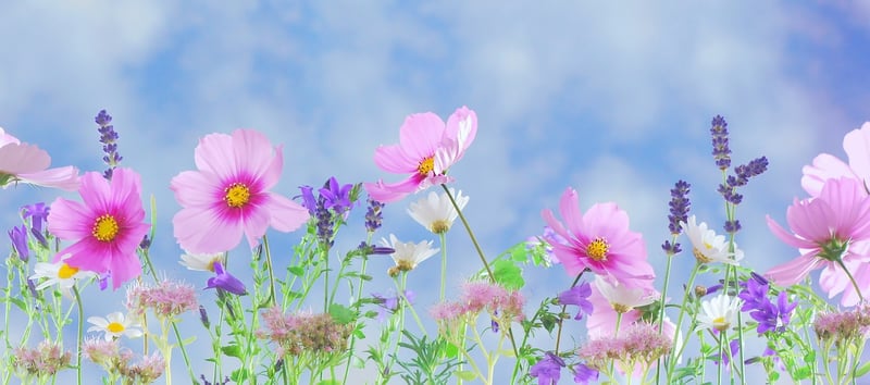 Secret Garden